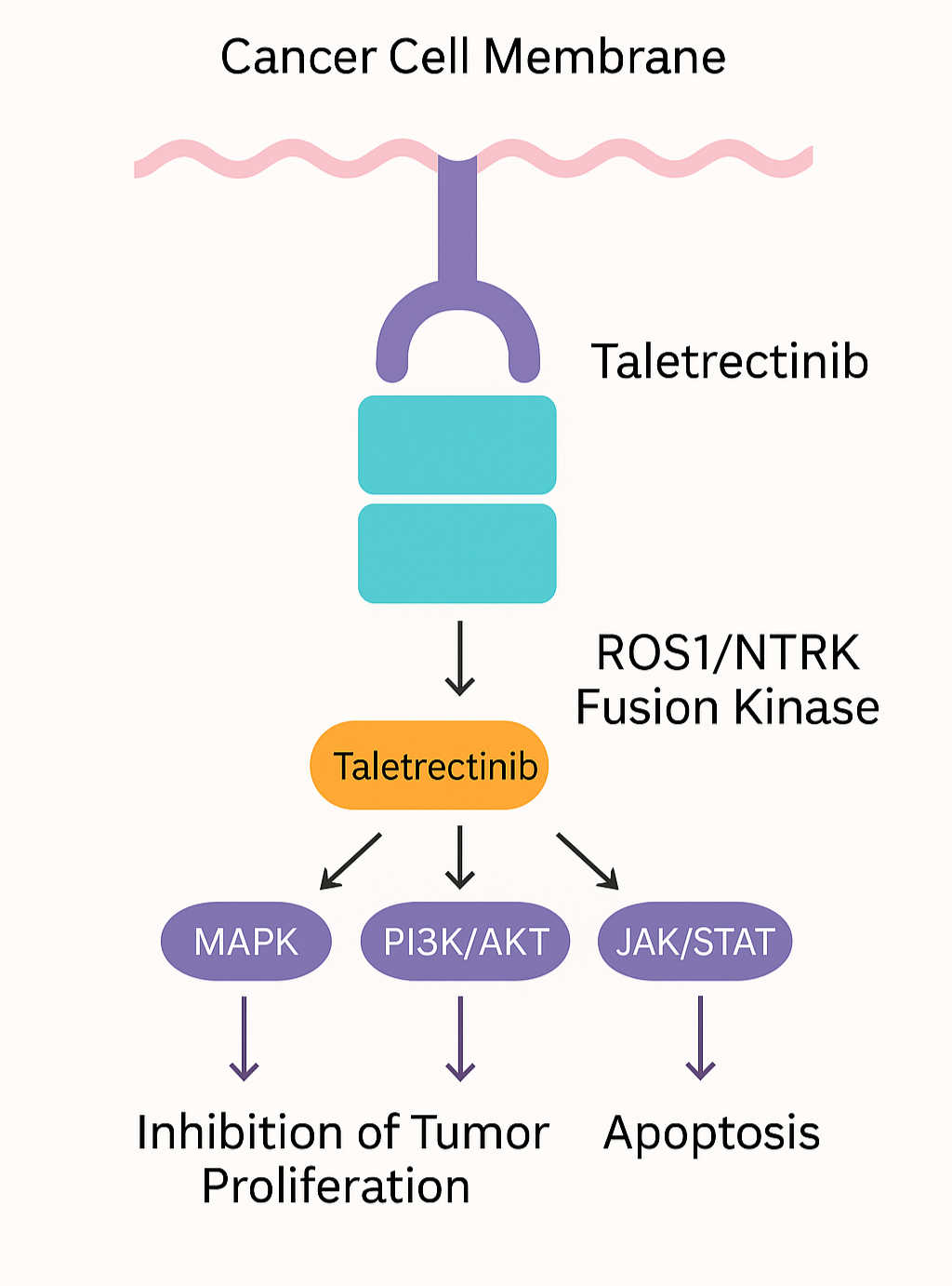 MOA for Taletrectinib