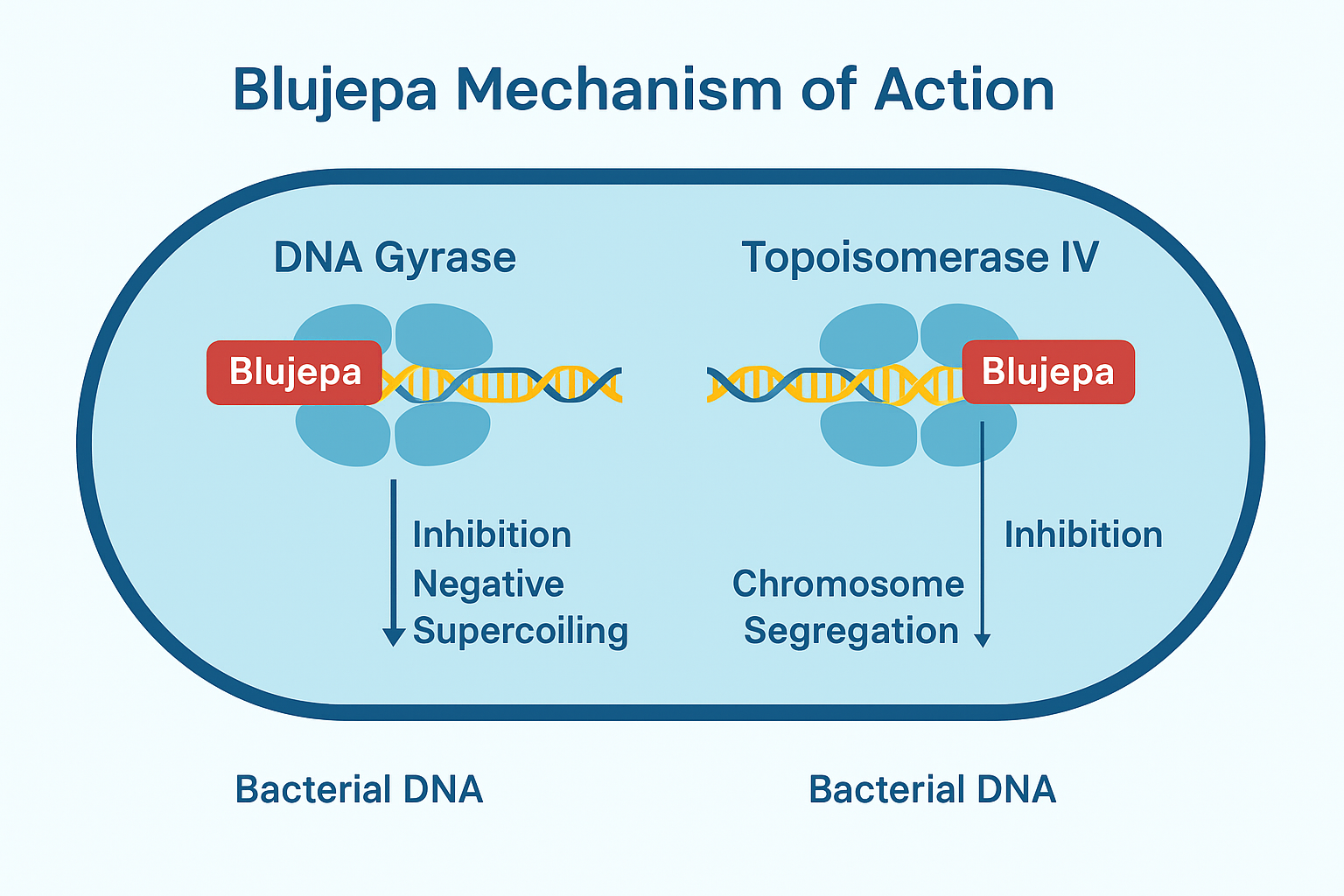 Blujepa MOA