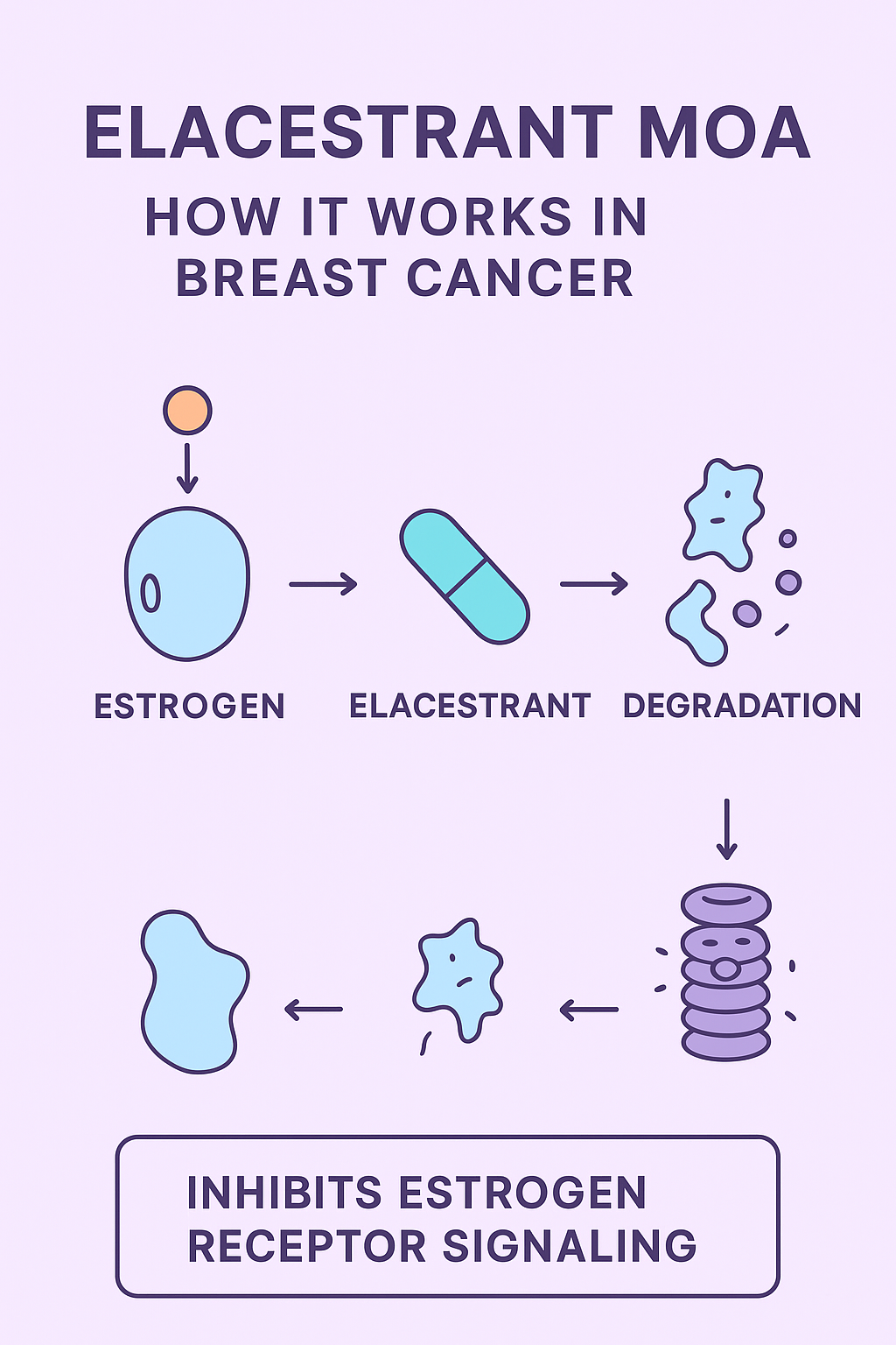 Elacestrant Mechanism of Action