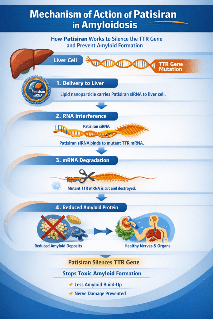 Patisiran amyloidosis  MOA