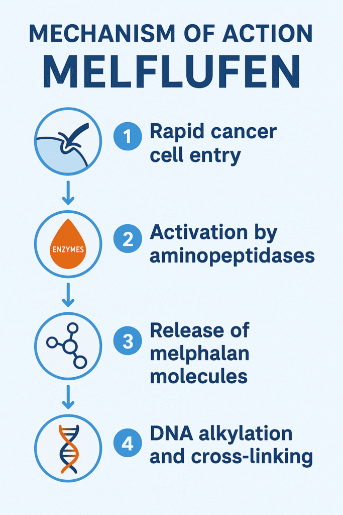 Melflufen  MOA
