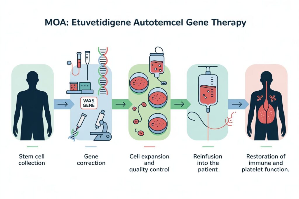 etuvetidigene autotemcel MOA