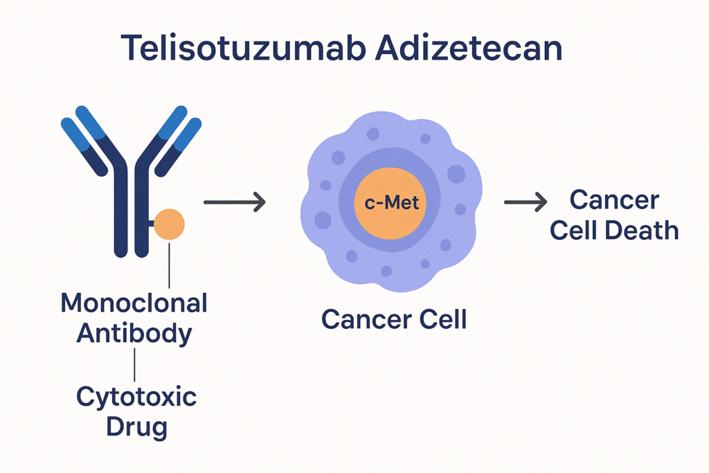 Structure and mechanism of Telisotuzumab Adizutecan